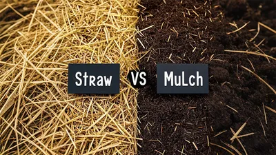 which is better to prevent weeds straw or mulch