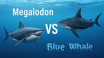 Which is more powerful, the Megalodon or the Blue Whale?